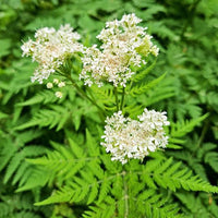 Sweet Cicely Myrrhis odorata perennial herb with finely divided green leaves and delicate white flower clusters.