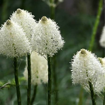 Bear Grass Xerophyllum tenax seeds for native plant gardening
