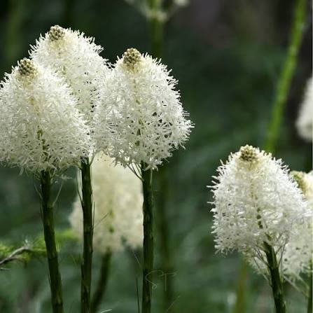 Xerophyllum tenax Bear Grass seeds for native plant gardening