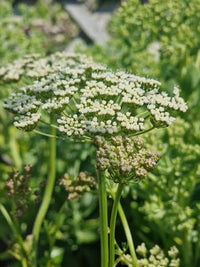 Skirret Sium sisarum plant with finely divided green leaves and slender roots growing in a kitchen garden