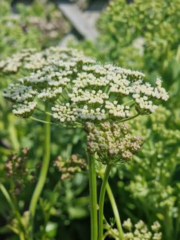 Skirret Sium sisarum plant with finely divided green leaves and slender roots growing in a kitchen garden
