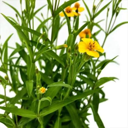 Tagetes lucida seeds for growing Mexican Tarragon in home gardens