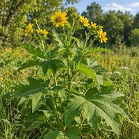 Polymnia Uvedalia Bearsfoot Seeds for Natural Gardens, Native Plant Gardens, and Outdoor Landscapes