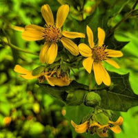 Bearsfoot Polymnia uvedalia seeds for perennial garden planting