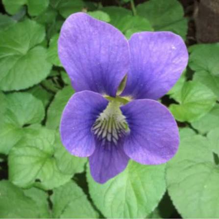 Johnny-Jump-Up Flower Seeds – Viola tricolor Heartsease for Garden Growing