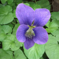 Johnny-Jump-Up Flower Seeds – Viola tricolor Heartsease for Garden Growing