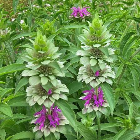 Yellow Dotted Mint Monarda punctata flower seeds for garden planting