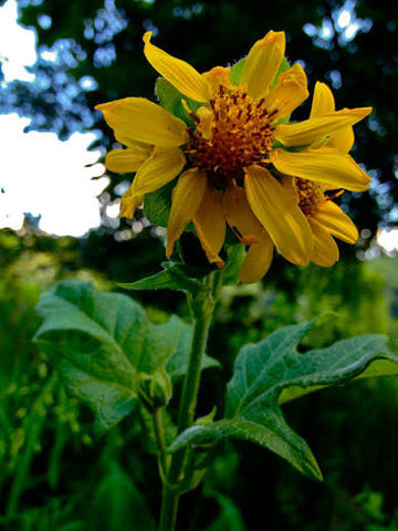 Polymnia Uvedalia Bearsfoot Seeds for Natural Gardens, Native Plant Gardens, and Outdoor Landscapes
