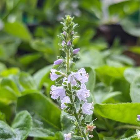 Common Speedwell Veronica officinalis Organic Seeds for Home Gardens and Natural Landscaping