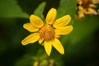 Bearsfoot Polymnia uvedalia plant seeds for home gardening