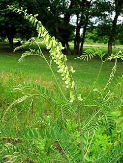 Ku-Shen Seeds – Sophora flavescens Perennial Flowering Plant for Gardens and Landscaping
