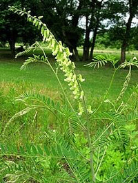 Ku-Shen Seeds – Sophora flavescens Perennial Flowering Plant for Gardens and Landscaping