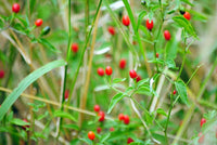 Capsicum chacoense Plant Seeds – Puta Madre Pepper for Gardening