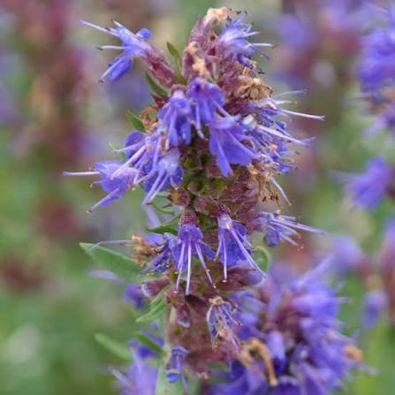 Official Hyssop Hyssopus officinalis aromatic perennial herb with narrow green leaves and upright spikes of blue-purple flowers