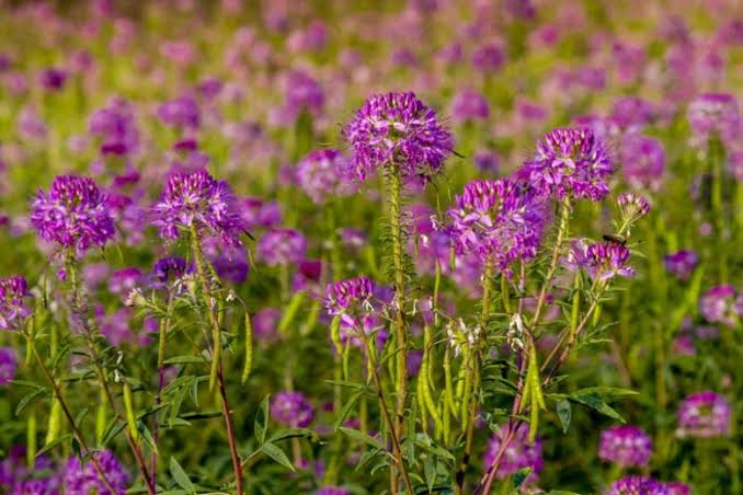 Rocky Mountain Bee Plant Seeds Cleome serrulata for Wildflower Gardens, Native Plant Landscaping, and Outdoor Spaces