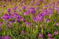 Rocky Mountain Bee Plant Seeds Cleome serrulata for Wildflower Gardens, Native Plant Landscaping, and Outdoor Spaces