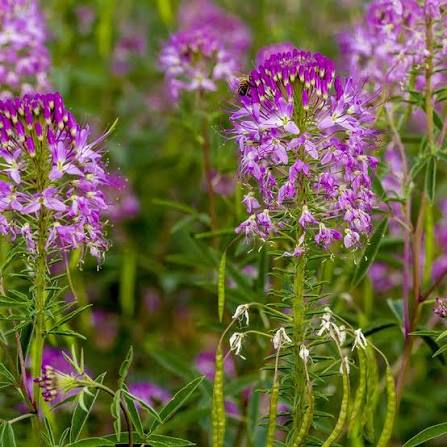 Rocky Mountain Beeplant Cleome serrulata Seeds for Gardens and Native Wildflower Planting