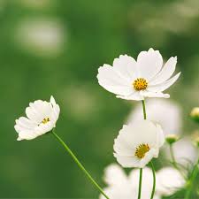 Cosmos Purity Cosmos Bipinnatus – Elegant Garden Flower Seeds