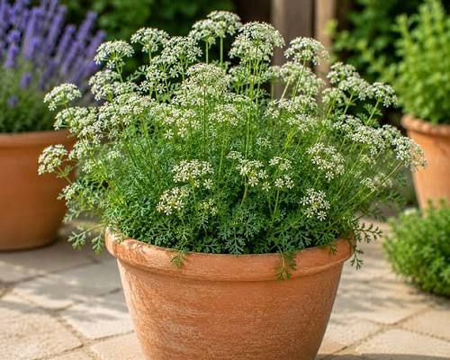 Pimpinella anisum Anise herb seeds for culinary gardening