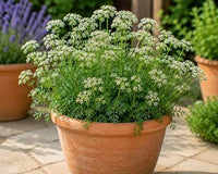 Pimpinella anisum Anise herb seeds for culinary gardening