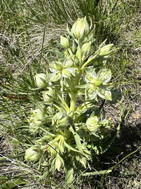 Frasera speciosa Seeds , Monument Plant for Native Wildflower Gardens