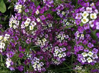 Royal Carpet Sweet Alyssum Lobularia Maritima – Colorful Wildflower Seeds