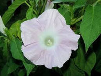 Silver Stars Japanese – Garden Flower Seeds