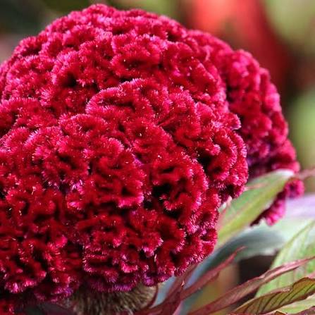 Organic Cockscomb Celosia cristata flowering plant seeds for garden planting