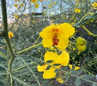 Parkinsonia Aculeata – Mexican Palo Verde Shrub Tree Seeds