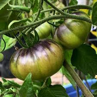 King of Siberia Tomato – Cold-Tolerant Heirloom Vegetable Seeds