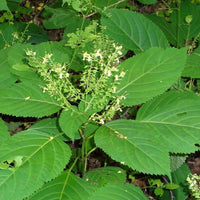 Stoneroot Collinsonia canadensis perennial plant with broad green leaves and delicate pale-yellow flowers growing in a shaded woodland garden