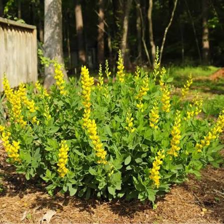 Yellow Wild Indigo Flower Seeds – Baptisia tinctoria for Natural Landscape Growing