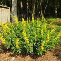 Yellow Wild Indigo Flower Seeds – Baptisia tinctoria for Natural Landscape Growing