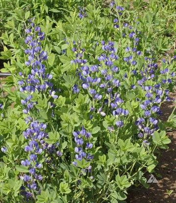 Blue Indigo Baptisia australis perennial flowering plant with upright blue-violet flower spikes and attractive blue-green foliage in an ornamental garden