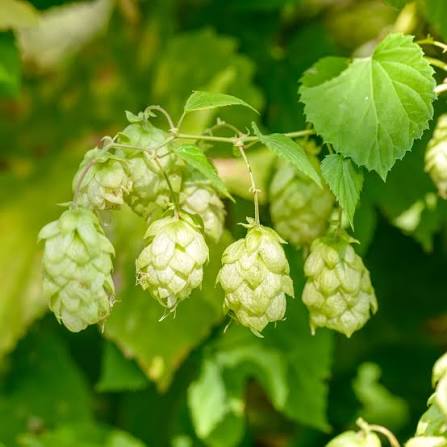 Hops Humulus lupulus perennial climbing vine with deeply lobed green leaves, twining stems, and papery green hop cones on a garden trellis