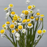 Ammobium Alatum Grandiflorum – Hardy Garden Flower Seeds