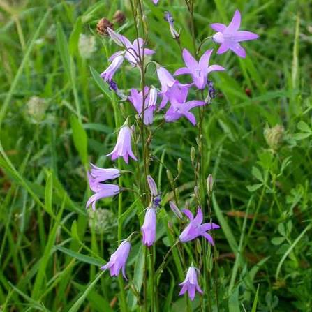 Rapunzel Rampion Seeds – Campanula rapunculus Planting Seeds