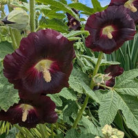 Arabian Nights Hollyhock Seeds – Alcea rosea var. nigra Black Flowers