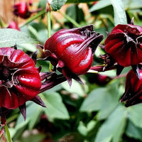 Roselle Hibiscus sabdariffa flowering plant with pale yellow flowers, dark red centers, deeply lobed green leaves, and fleshy red calyces