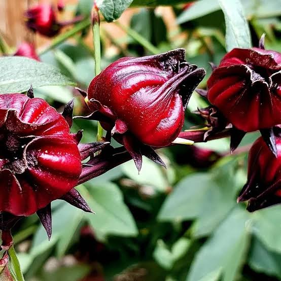 Roselle Hibiscus sabdariffa flowering plant with pale yellow flowers, dark red centers, deeply lobed green leaves, and fleshy red calyces