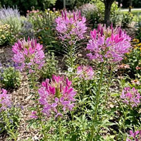 Cleome Serrulata Seeds for Rocky Mountain Beeplant Gardening, Native Wildflower Gardens, and Natural Landscapes
