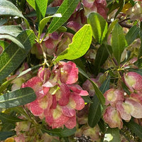 Hopbush Dodonaea viscosa evergreen ornamental shrub with narrow glossy green leaves, dense woody branches, and decorative winged seed capsules
