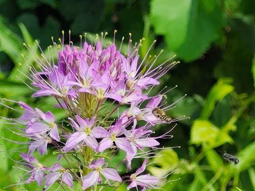 Rocky Mountain Bee Plant Seeds Cleome serrulata for Wildflower Gardens, Native Plant Landscaping, and Outdoor Spaces