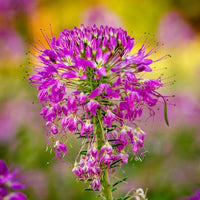 Cleome serrulata flowering plant with pink to purple flower clusters