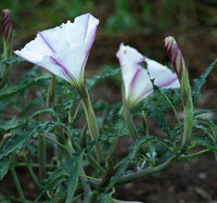 Torna Loco Datura Datura ceratocaula seed product for botanical gardening