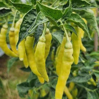 African Cayenne Pepper plant with green foliage and slender peppers ripening from green to red.