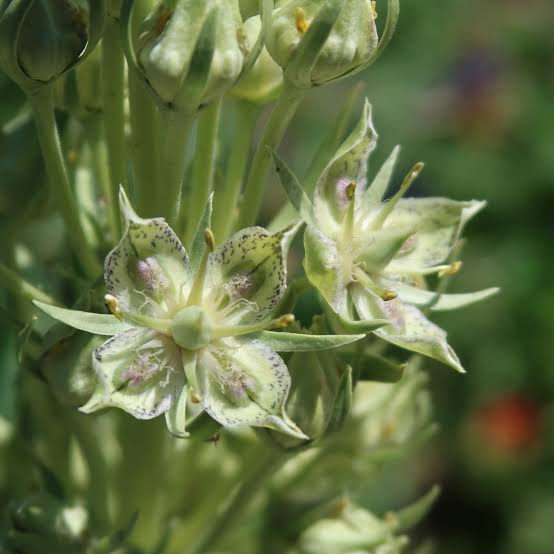 1. Monument Plant, also known as elkweed, for native wildflower gardens and botanical collections.