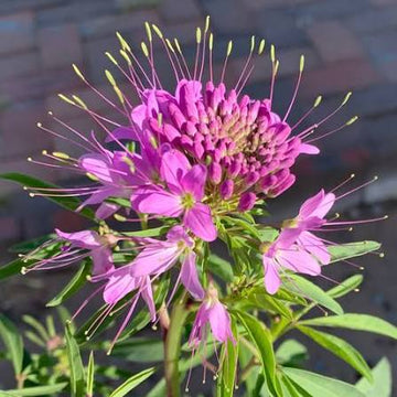 Rocky Mountain Beeplant Cleome serrulata seeds for wildflower gardening