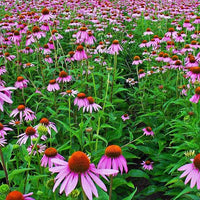 Echinacea purpurea Purple Coneflower showing purple petals and a prominent central cone.