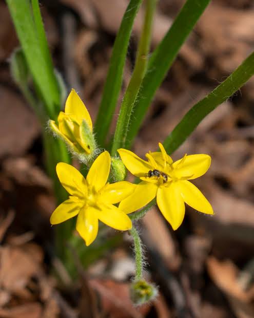 African Star, Hypoxis hemerocallidea flowering plant with yellow star-shaped flowers and narrow green leaves